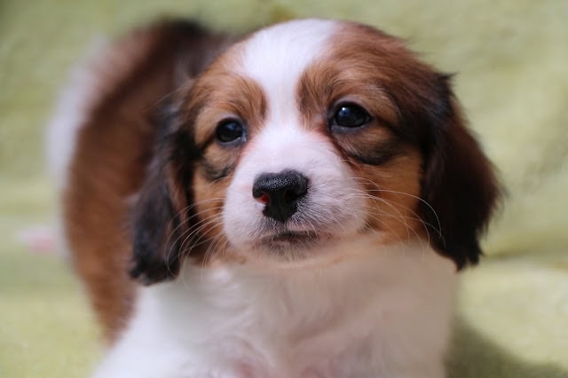 子犬のカイリーとトビーの愛らしい表情を捉えた画像です。.