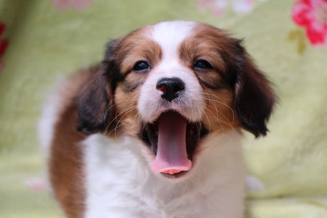 かわいい子犬が大きくあくびをしている写真.