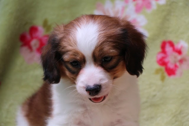 子犬のかわいい表情とふわふわの毛並み.