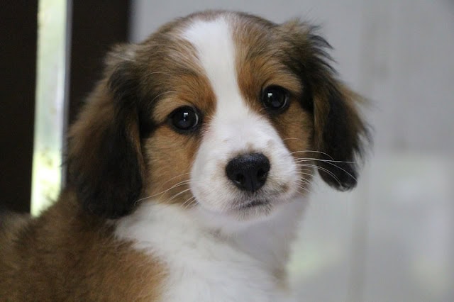かわいい子犬のロミーくんとルチルちゃんの写真.