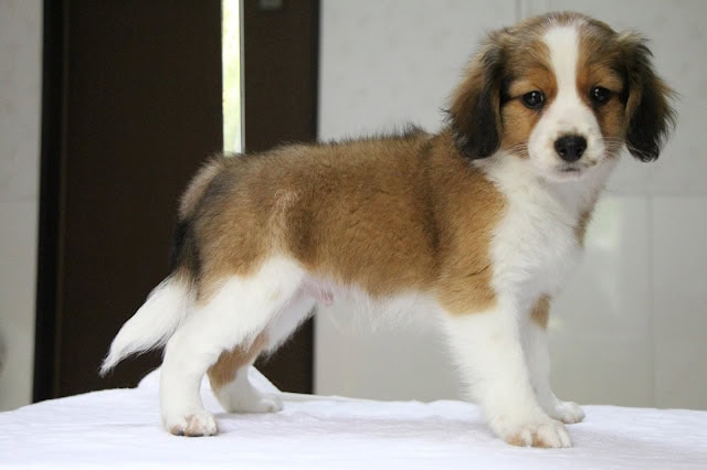 子犬のロミーくんのアップ写真です。.