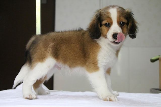 子犬のかわいいロミーくんとルチルちゃんの写真です。.