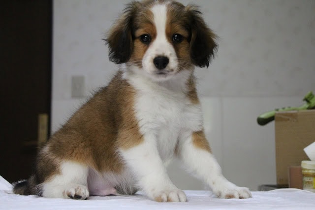 子犬のロミーくんとルチルちゃんの写真です。.