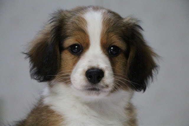 子犬のロミーくんのアップ写真、ふわふわの毛と大きな目.