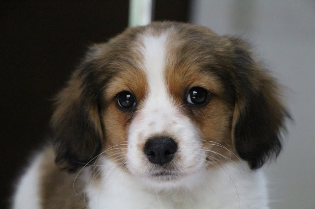 子犬のアップ写真、優しい目とふわふわの毛並みが魅力的です。.