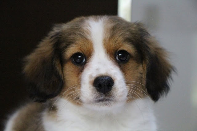 子犬のロミーくんのアップ写真、優しい表情.