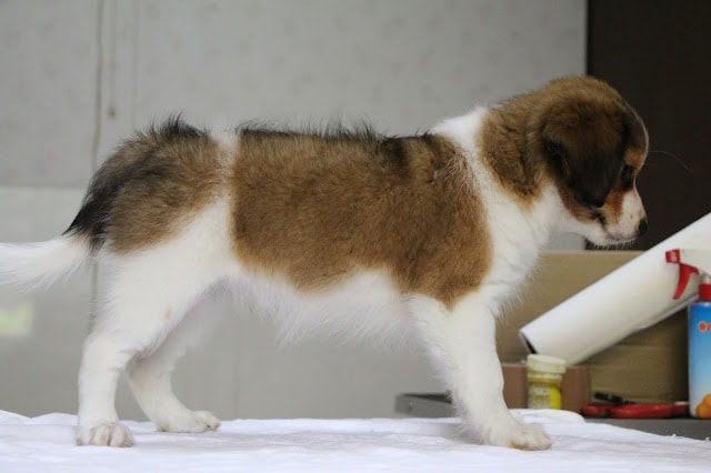 子犬のかわいい横顔の写真です.