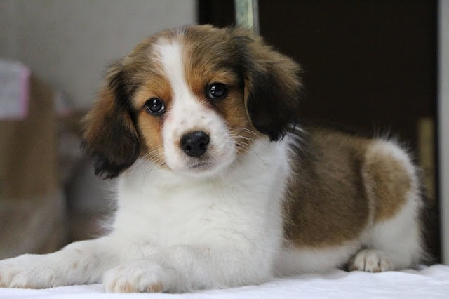 子犬がリラックスして寝ている様子.