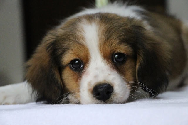 子犬のロミーくんとルチルちゃんのアップ写真です。.