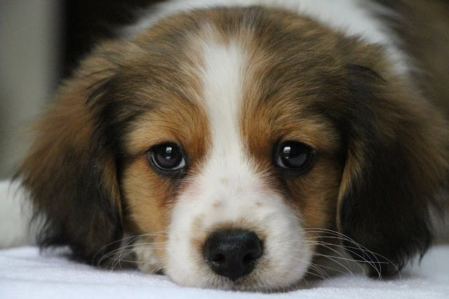 子犬のアップ写真、目が大きくて愛らしい表情です。.