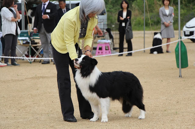 ボーダーコリーの犬と女性が岡山ボーダーコリークラブ展で競技中.