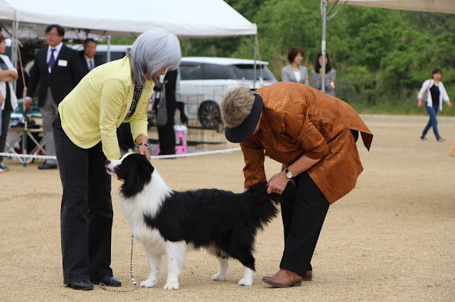 ボーダーコリーの犬が審査員に見られている様子.