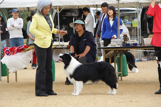 審査を受けるボーダーコリーと飼い主の交流シーン.