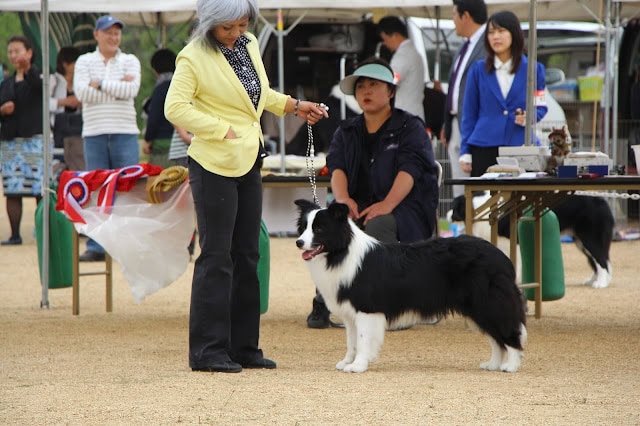 犬の品評会でのボーダーコリーと女性の飼い主の様子.