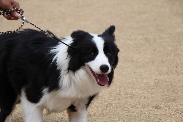 ボーダーコリーの犬が笑顔で走る様子.