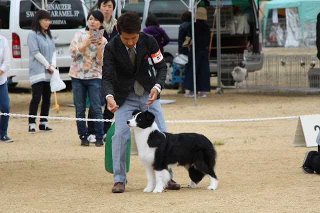 ボーダーコリーの子犬がドッグショーで飼い主と一緒に訓練を受けている様子。.