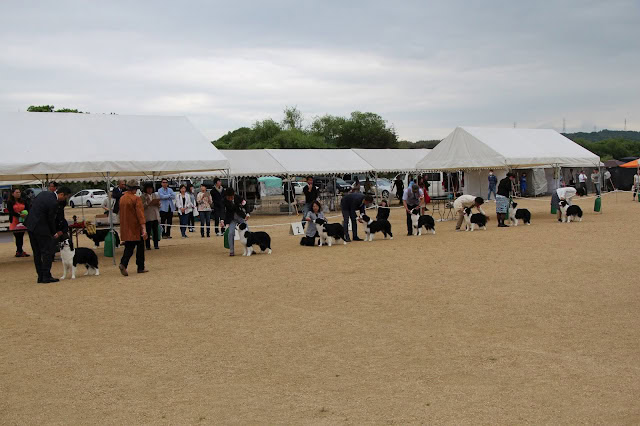 岡山ボーダーコリークラブ展での犬と飼い主の様子.