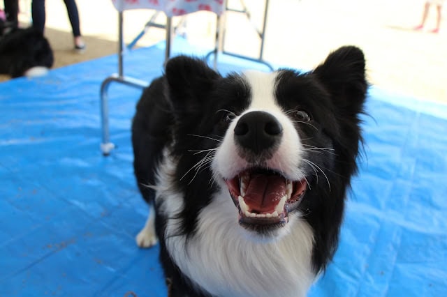 岡山ボーダーコリークラブ展で楽しそうにしている犬.