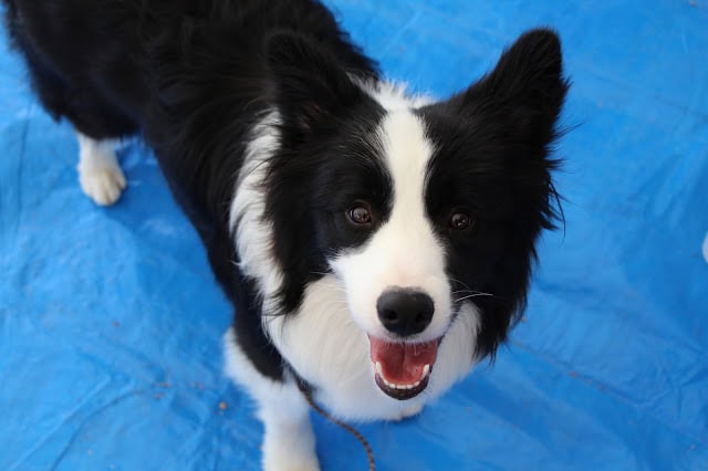 元気なボーダーコリーの子犬が笑顔でこちらを見ています.