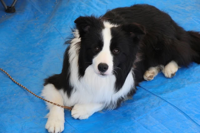 かわいいボーダーコリーの子犬が青いマットの上で休んでいます.