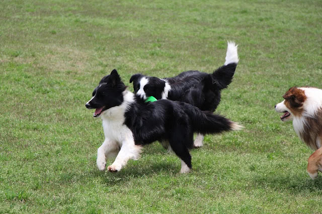 犬が走るドッグランの風景.