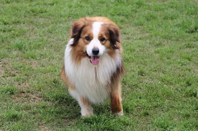 犬が楽しそうに走るドッグランの風景.