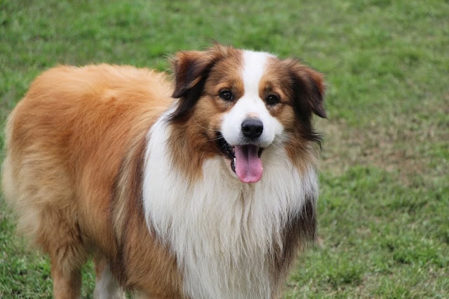 ドッグランで遊ぶ元気な犬の画像.
