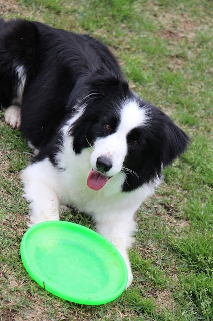 ボーダーコリーの子犬が緑のフリスビーを持って遊んでいます。.