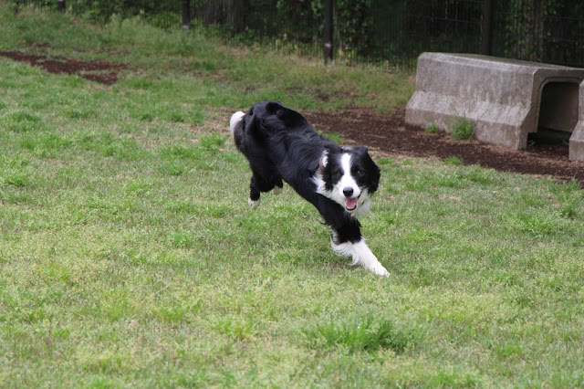 犬が広いドッグランで楽しそうに走る姿.