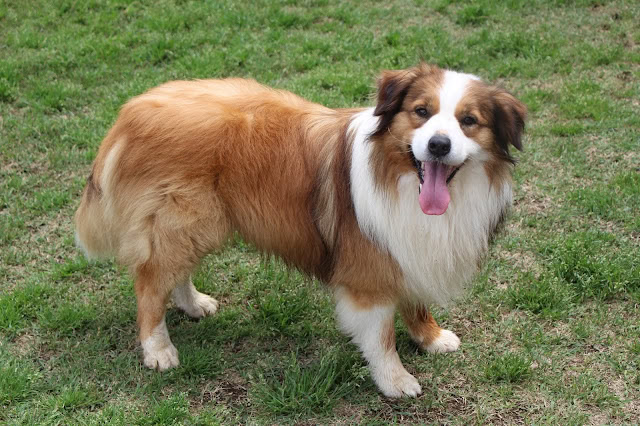 緑の芝生の上で楽しそうにしているコーギー犬.