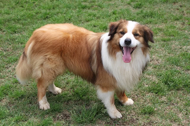 犬が草原で楽しそうに走っています.