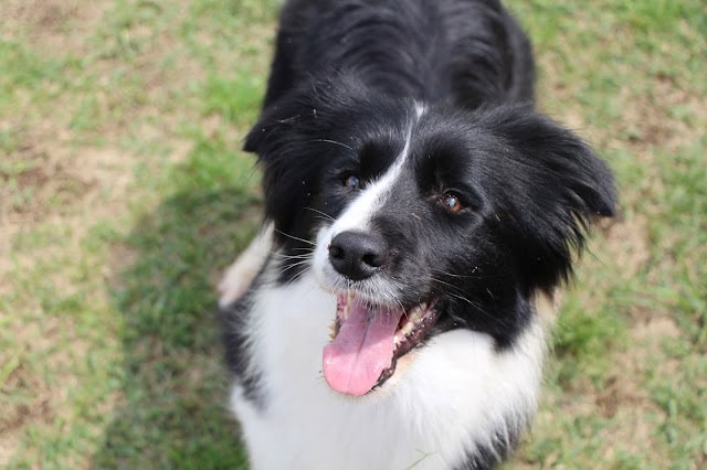 犬が楽しそうに走る様子を捉えた写真.