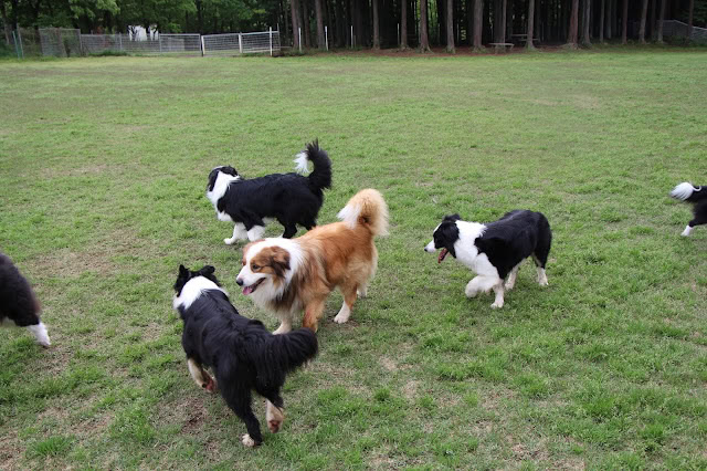 子犬たちが広いドッグランで遊んでいます。.
