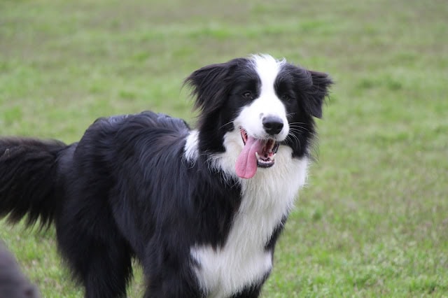 ドッグランで遊ぶ元気な犬の画像です.