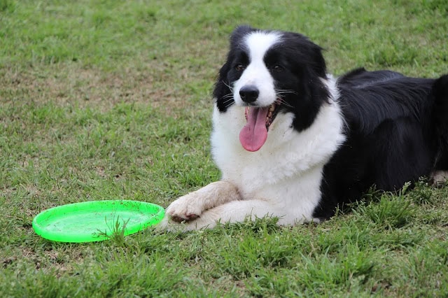犬が緑のフリスビーを持っている様子.