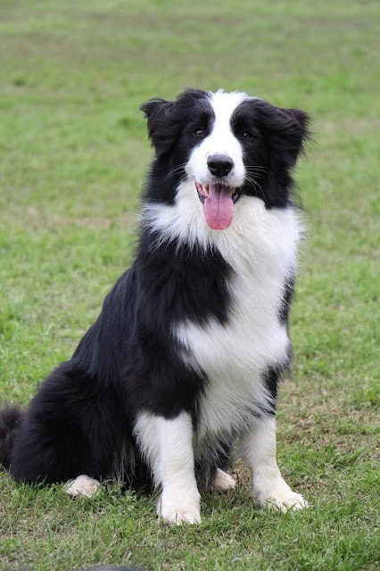 犬が笑顔で座っている様子を捉えた写真.