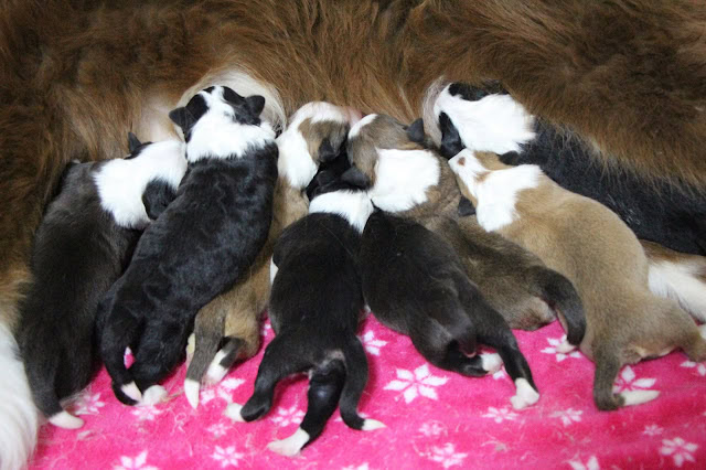 母犬のそばで育つ子犬たちのかわいい姿.