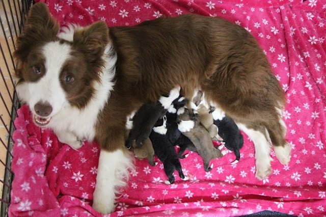 愛らしい犬と子猫たちのかわいい瞬間.