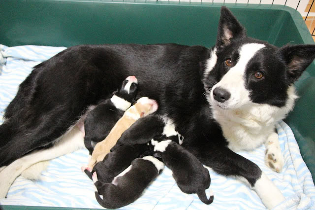 母犬と子犬たちのかわいい瞬間を捉えた写真です。.