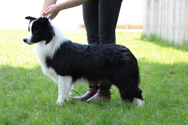 ボーダーコリーの犬が緑の芝生の上で立っている様子.