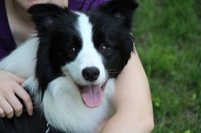 元気なボーダーコリーの犬.