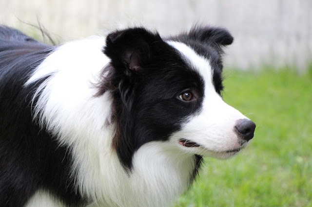 ALTタグ：黒と白のコーギー犬の横顔、緑の背景.