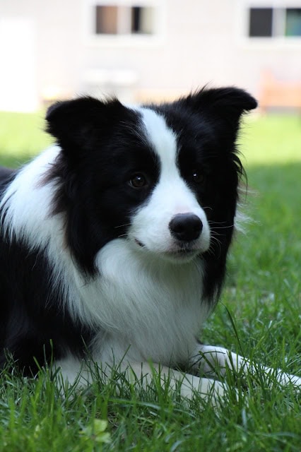 黒白の子犬が緑の芝生の上に座っています.