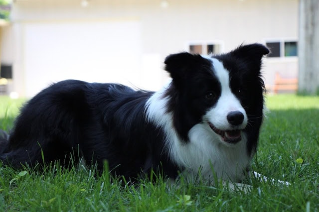 愛らしいボーダーコリー犬が芝生の上で遊んでいる様子.