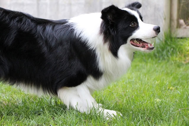 犬のコリーが外で楽しそうに走っています。.