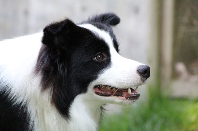 王子様の帰還にふさわしい黒白の犬の横顔写真.