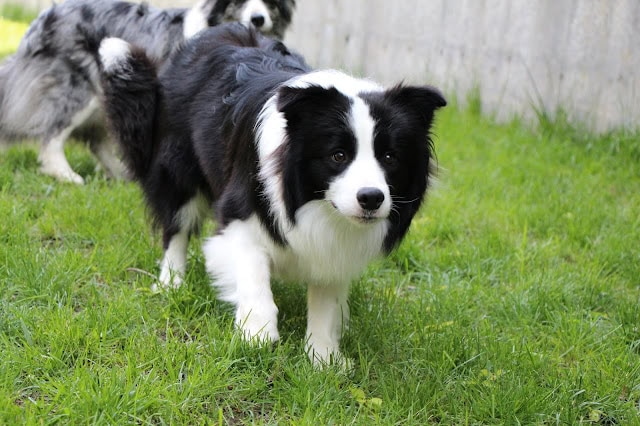 ボーダーコリーの子犬が緑の芝生の上を歩いている様子.