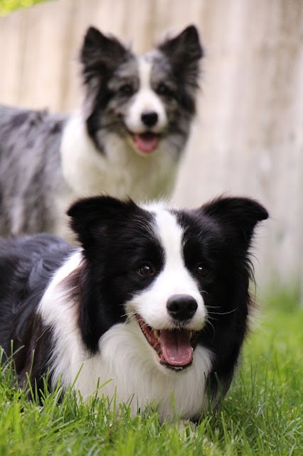 犬のかわいいペアが芝生の上に座っています.