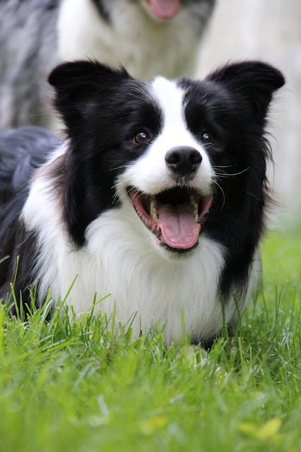ボーダーコリーの犬が緑の草原で楽しそうに笑っている様子.