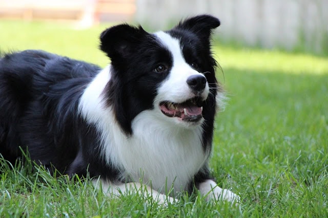 芝生の上でリラックスしているボーダーコリーの犬の写真です。.